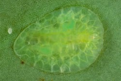 [Ctenochiton viridis]. A mature female with a new crawler walking away on the leaf. 