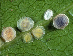 [Epelidochiton piperis]. L: Four young adult females (various yellow - green - greyish-brown colours). R: a mature female (dark greyand the smaller white scale is an empty male test (cover) the adult male has already emerged.