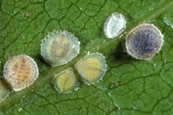 [Epelidochiton piperis]. L: Four young adult females (various yellow - green - greyish-brown colours). R: a mature female (dark greyand the smaller white scale is an empty male test (cover) the adult male has already emerged.