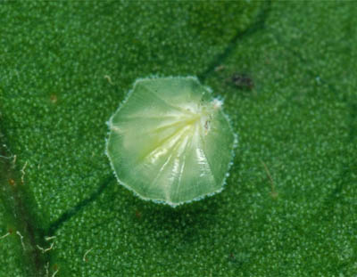 [Inglisia patella]. Young adult female. 