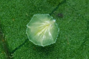 [Inglisia patella]. Young adult female. 