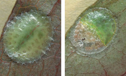 [Kalasiris depressa]. L: young adult female. R: mature adult female. Her body (greenish colour) has shrunk into the front half of her waxy test.