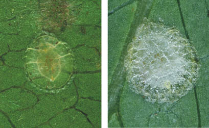 [Kalasiris perforata]. L: young adult female. R: adult female secreting new wax on the pattern lines of her test.