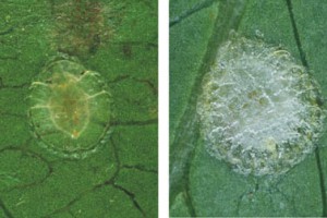 [Kalasiris perforata]. L: young adult female. R: adult female secreting new wax on the pattern lines of her test.