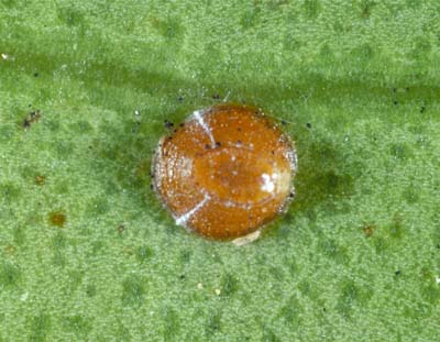 [Lecanochiton metrosideri] - young adult female. 