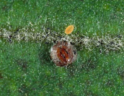 [Lecanochiton scutellaris] - adult female (dark brown) and a new born crawler (yellow).