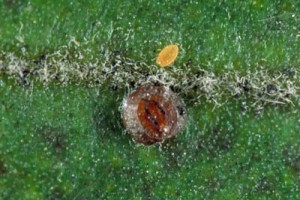 [Lecanochiton scutellaris] - adult female (dark brown) and a new born crawler (yellow).. 