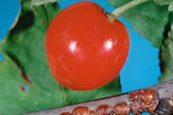 [Parthenolecanium corni]. Adult females on a small branch of cherry. 