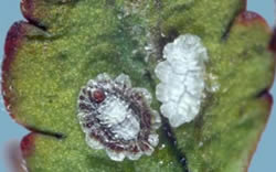 [Plumichiton diadema]. L: a young adult female; R: an empty male test. The wax coverings are thick, as these scales need extra protection for winter, when they can be covered in snow at times.