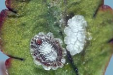 [Plumichiton diadema]. L: a young adult female; R: an empty male test. The wax coverings are thick, as these scales need extra protection for winter, when they can be covered in snow at times.