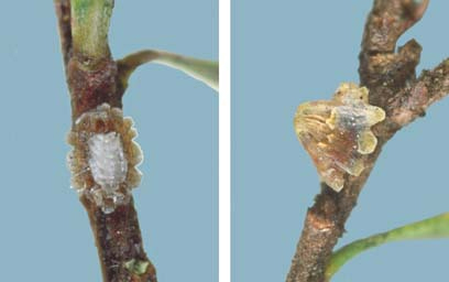 [Plumichiton pollicinus]. L: young adult female, the upper middle part is of curled white wax layers, the flatter sides show her body colour through transparent wax plates. R: mature female. Females always have their head-ends facing down the twig.