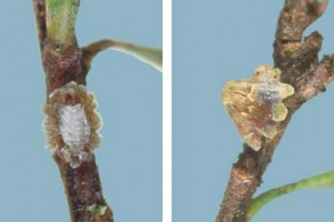 [Plumichiton pollicinus]. L: young adult female, the upper middle part is of curled white wax layers, the flatter sides show her body colour through transparent wax plates. R: mature female. Females always have their head-ends facing down the twig.