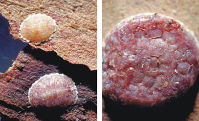 [Poropeza dacrydii]. L: 3rd-instar female (yellow) and young adult female (reddish colour), on the underside of bark taken from a totara tree. R: mature female with a crawler (orangey colour) walking over her. 