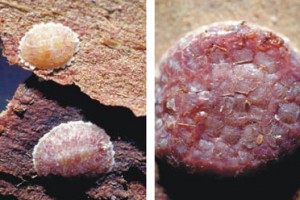 [Poropeza dacrydii]. L: 3rd-instar female (yellow) and young adult female (reddish colour), on the underside of bark taken from a totara tree. R: mature female with a crawler (orangey colour) walking over her. 