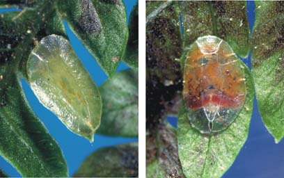 [Pounamococcus cuneatus]. L: young adult female. R: mature adult female. 