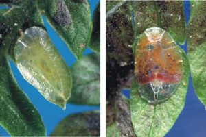 [Pounamococcus cuneatus]. L: young adult female. R: mature adult female. 