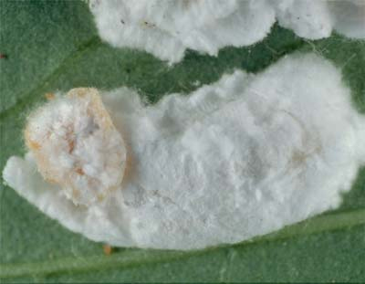 [Pulvinaria hydrangeae]. Adult female, with her long white eggsac and the young crawlers hatching out of it.