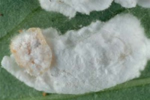 [Pulvinaria hydrangeae]. Adult female, with her long white eggsac and the young crawlers hatching out of it.