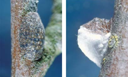 [Pulvinaria vitis]. L: young adult female. R: mature female with eggsac (white and fluffy). As the eggs are laid into the soft wax, the female's body is lifted up until it is about at right angles to the branch.