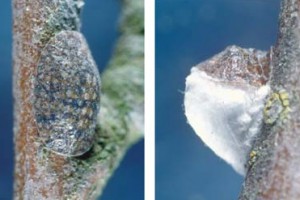 [Pulvinaria vitis]. L: young adult female. R: mature female with eggsac (white and fluffy). As the eggs are laid into the soft wax, the female's body is lifted up until it is about at right angles to the branch.