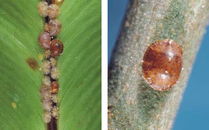 [Saissetia coffeae]. L: immature and young adult females. R: mature female.