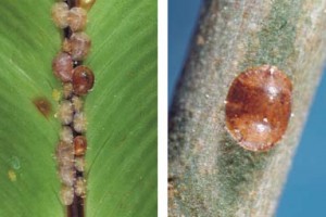 [Saissetia coffeae]. L: immature and young adult females. R: mature female.