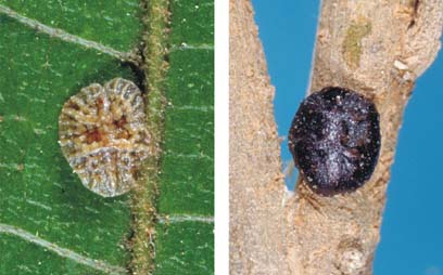 [Saissetia oleae]. L: immature female. R: mature female. 