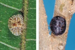 [Saissetia oleae]. L: immature female. R: mature female. 