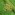 [Umbonichiton hymenantherae]. Young adult female.  Image