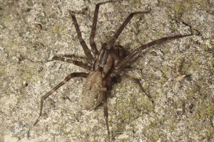 Sheetweb spider: Image: Phil Bendle Collection