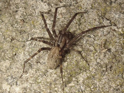 Sheetweb spider.