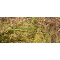 Stick insects