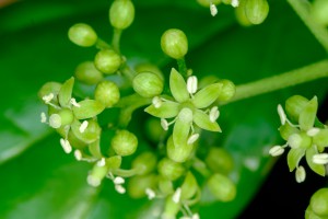 Flowering [Pennantia baylisiana]. Image: Bradley White