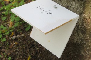 Photo 2. A chewcard mounted on a tree 