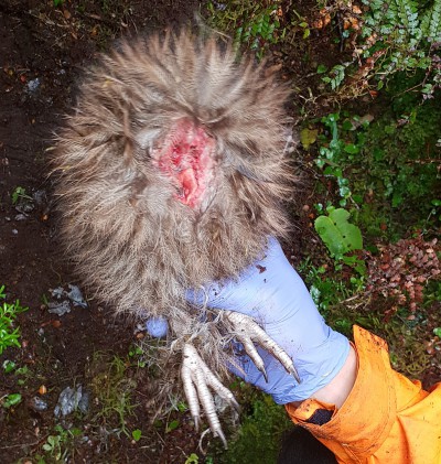 Remains of newly fledged Fiordland tokoeka chick. Of ca 20 chicks followed by DOC staff, none lasted longer than 2 weeks. 