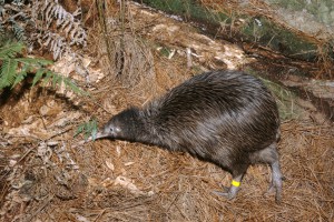 North Island brown kiwi