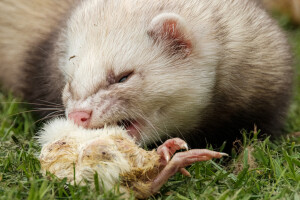 Ferret eating a chick. Image: Bradley White