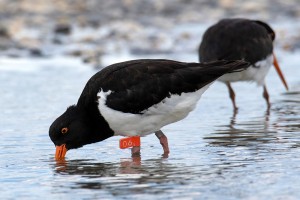 Tōrea / South Island pied oystercatcher in the Rangitātā. Image © Mandy Hague 