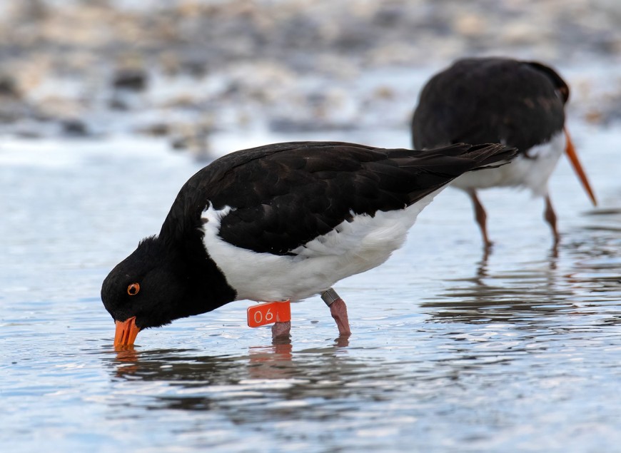 Tōrea / South Island pied oystercatcher in the Rangitata. Image © Mandy Hague 