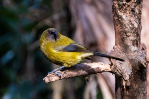 Korimako/makomako/koparapara/bellbird. Image: Bradley White