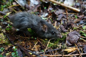 Ship rat in Fiordland