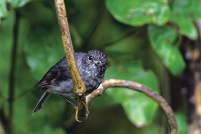 A New Zealand bush robin or toutouwai perches on a branch in Bushy Park in Whanganui, New Zealand.