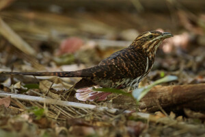 Koekoeā | Eudynamys taitensis | Long-tailed cuckoo