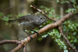restoring ecosystems