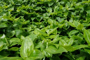 181123 tradescantia xt2 group4 3669