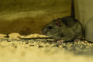 Rat. Image: Bradley White