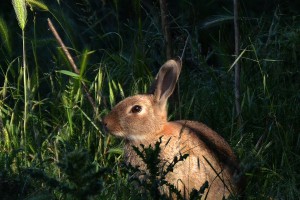 Rabbit. Image: John Hunt