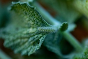 Image: Horehound