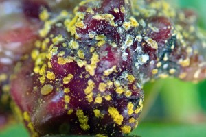 Austropuccinia psidii Asquith Ave Mt Albert 191211 12