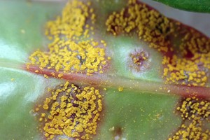[Austropuccinia psidii] on [Syzygium australe]. Image: Peter de Lange.